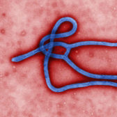 Ebola-virus