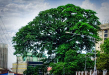 Photo: Freetown Cotton Tree, Sierra Leone