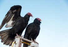 PARTISAN/REGIONALLY BIASED CIVIL SERVICE – THE VULTURES ARE GATHERING… Vultures